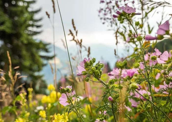 Daire Brigerblick Og Bettmeralp